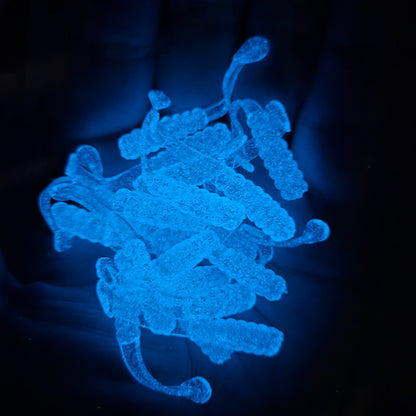 GLOWS
